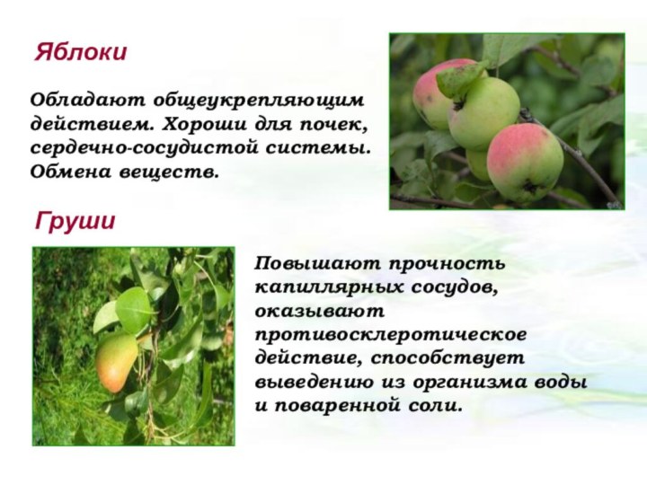 ЯблокиОбладают общеукрепляющим действием. Хороши для почек, сердечно-сосудистой системы. Обмена веществ.ГрушиПовышают прочность