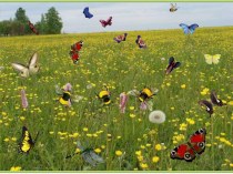 КОНСПЕКТ Организованной образовательной деятельности с детьми средней группы : В стране насекомых (бабочек) план-конспект занятия по окружающему миру (средняя группа)