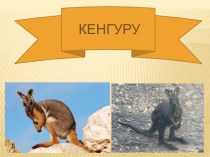 кенгуру презентация к уроку по окружающему миру (4 класс) по теме