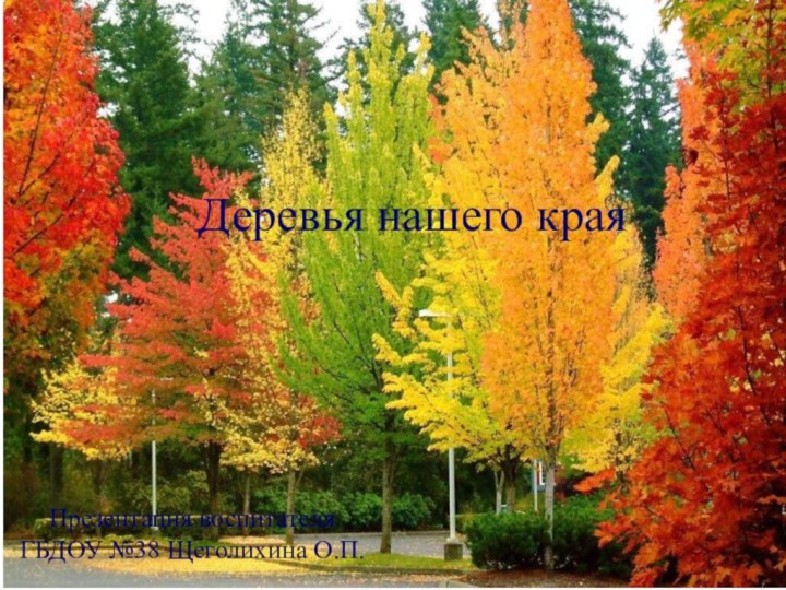 Презентация воспитателя ГБДОУ №38 Щеголихина О.П.Деревья нашего края