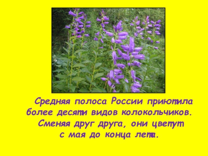Средняя полоса России приютила более десяти видов колокольчиков. Сменяя друг друга, они цветут с мая до конца лета.
