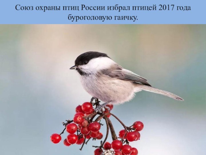 Союз охраны птиц России избрал птицей 2017 года буроголовую гаичку.