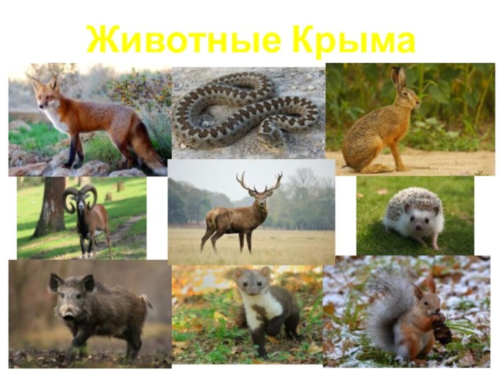 Животные Крыма