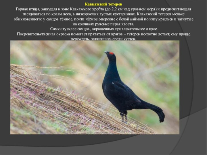 Кавказский тетерев Горная птица, живущая в зоне Кавказского хребта (до 2,2 км