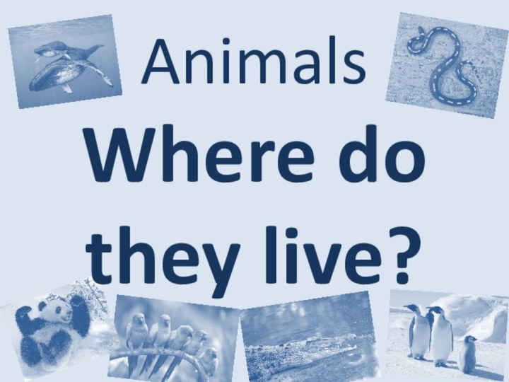 Animals Where do they live?