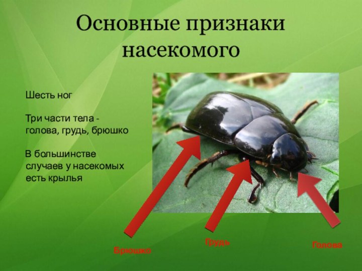Основные признаки насекомого  Шесть ног  Три части тела - голова,