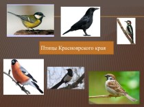 Птицы Красноярского края презентация к уроку (старшая, подготовительная группа)