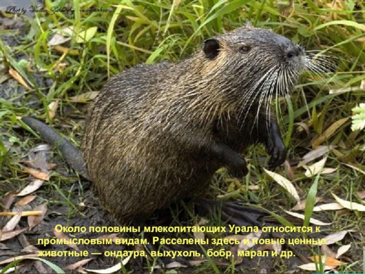 Около половины млекопитающих Урала относится к промысловым видам. Расселены здесь и новые