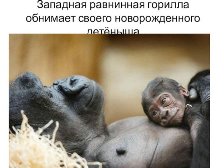 Западная равнинная горилла обнимает своего новорожденного детёныша 