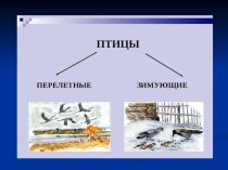 Презентация Птицы презентация к уроку по окружающему миру (старшая, подготовительная группа)