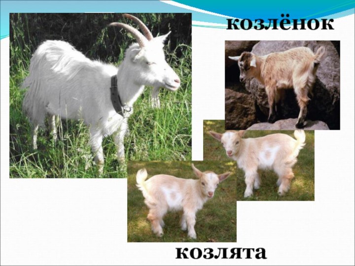 козлятаУ козы…козлёнок