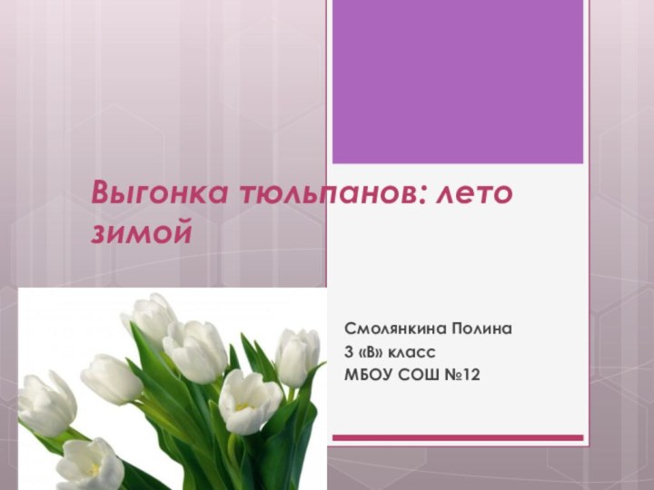 Выгонка тюльпанов: лето зимойСмолянкина Полина3 «В» классМБОУ СОШ №12