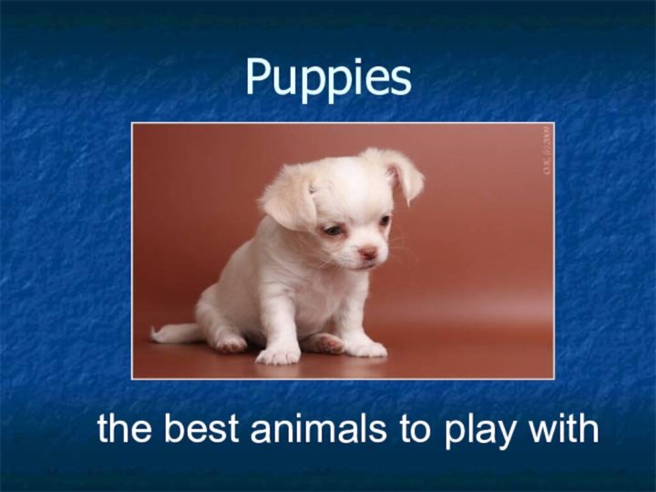 Puppiesthe best animals to play with