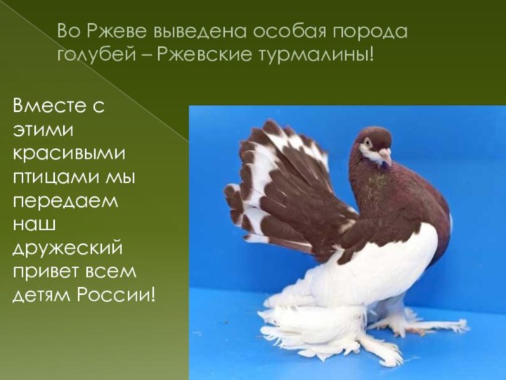 Во Ржеве выведена особая порода голубей – Ржевские турмалины!  Вместе с