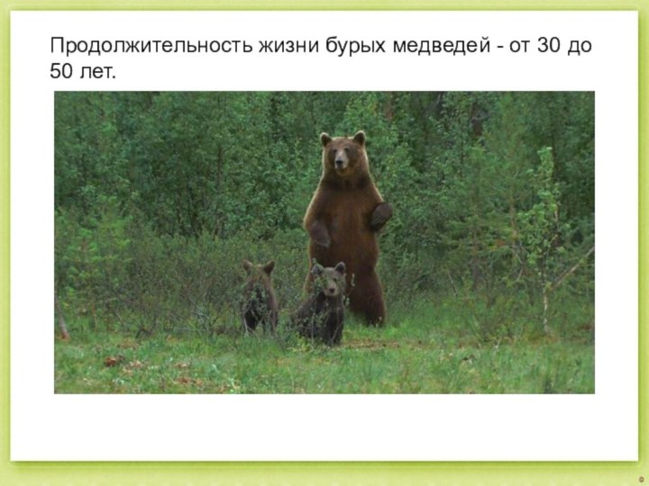 Продолжительность жизни бурых медведей - от 30 до 50 лет.