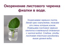 мультимедийное приложение в проекту Влияние различных факторов на появление корней у листьев семполии. проект по окружающему миру по теме