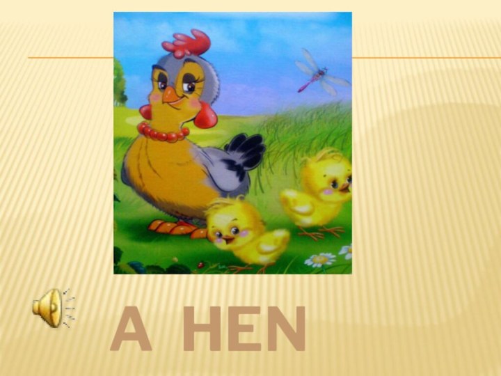 a hen