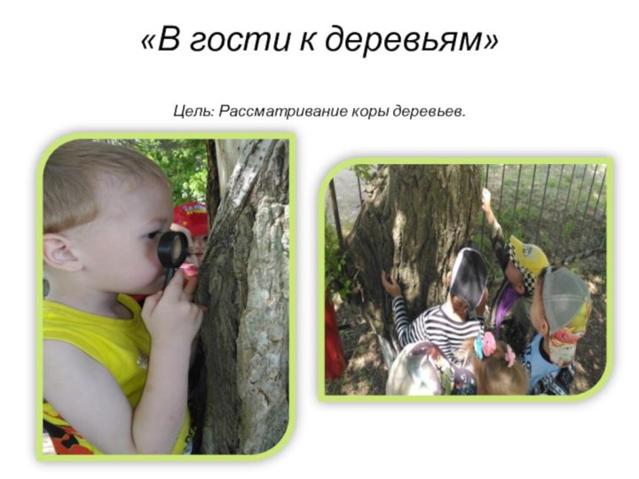 «В гости к деревьям»  Цель: Рассматривание коры деревьев.