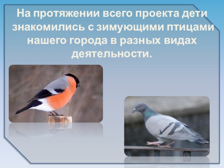 На протяжении всего проекта дети знакомились с зимующими птицами нашего города в разных видах деятельности.