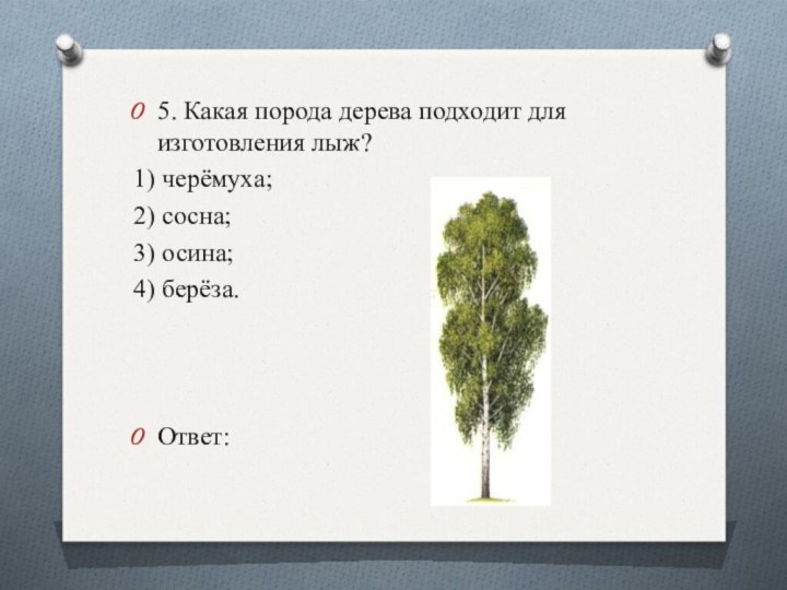 5. Какая порода дерева подходит для изготовления лыж?1) черёмуха;2) сосна;3) осина;4) берёза.Ответ:
