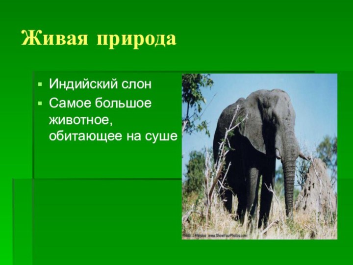 Живая природаИндийский слонСамое большое животное, обитающее на суше