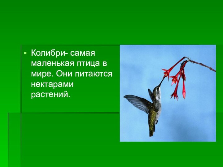 Колибри- самая маленькая птица в мире. Они питаются нектарами растений.