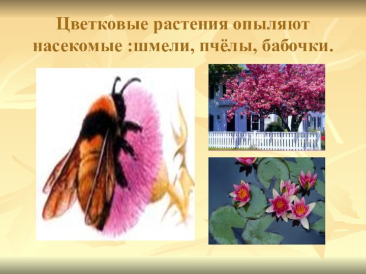 Цветковые растения опыляют насекомые :шмели, пчёлы, бабочки.