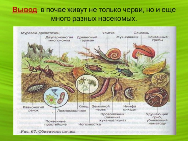 Вывод: в почве живут не только черви, но и еще много разных насекомых.