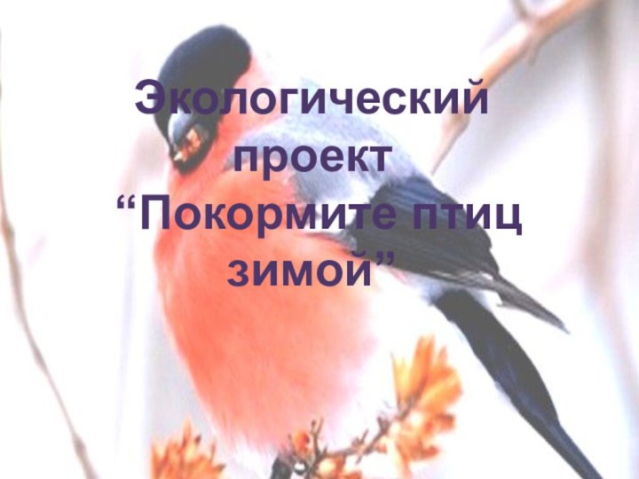Экологический проект “Покормите птиц зимой”