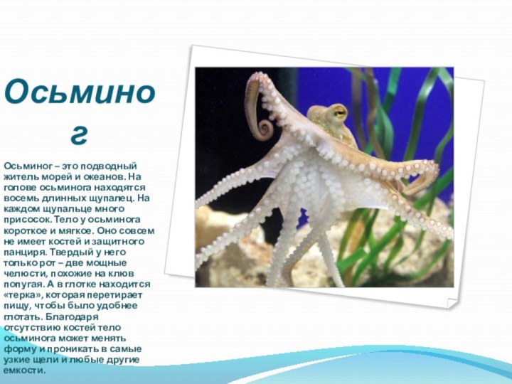 ОсьминогОсьминог – это подводный житель морей и океанов. На голове осьминога находятся