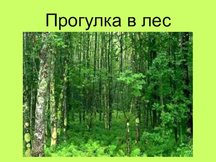Прогулка в лес