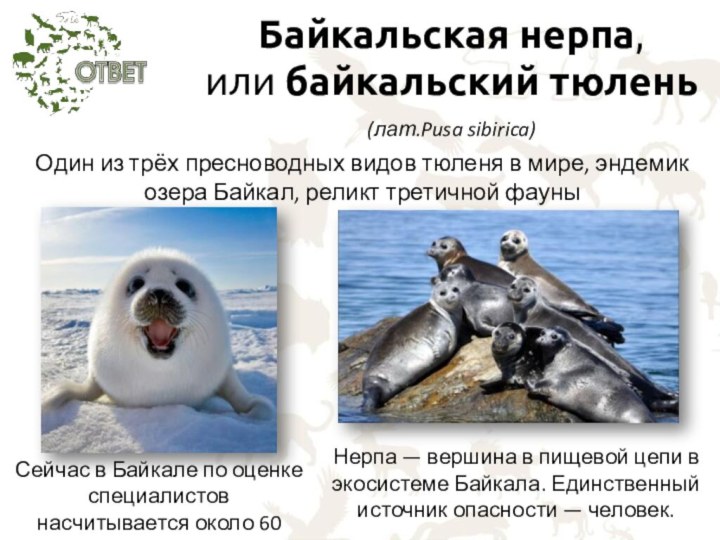 Байкальская нерпа,  или байкальский тюлень  (лат.Pusa sibirica)   Нерпа — вершина
