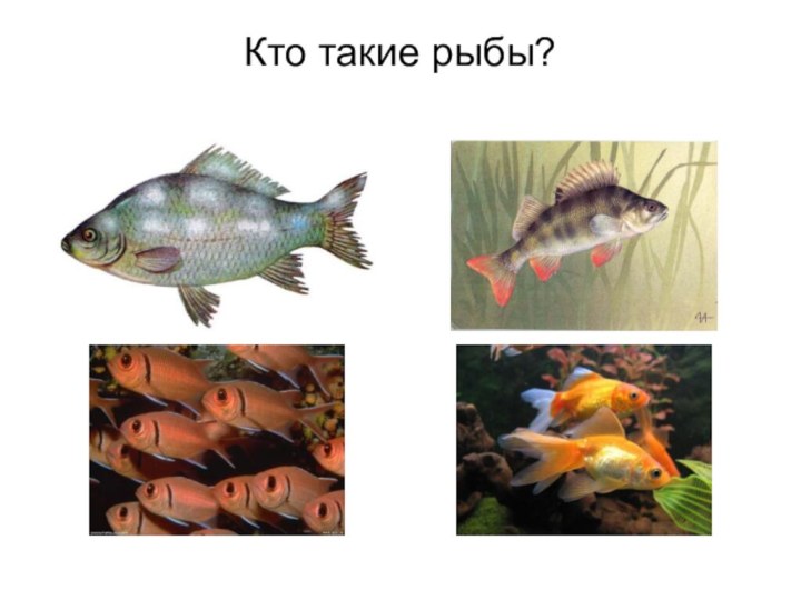 Кто такие рыбы?