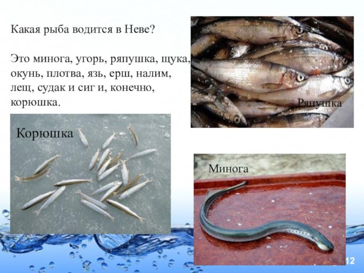 Ряпушка МиногаКорюшка Какая рыба водится в Неве?Это минога, угорь, ряпушка, щука, окунь, плотва, язь,