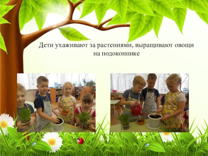 Дети ухаживают за растениями, выращивают овощи на подоконнике