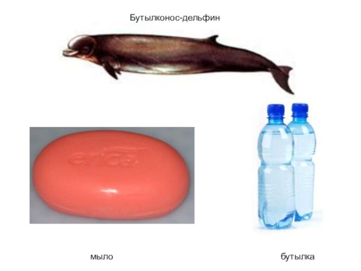 ылмылобутылкаБутылконос-дельфин