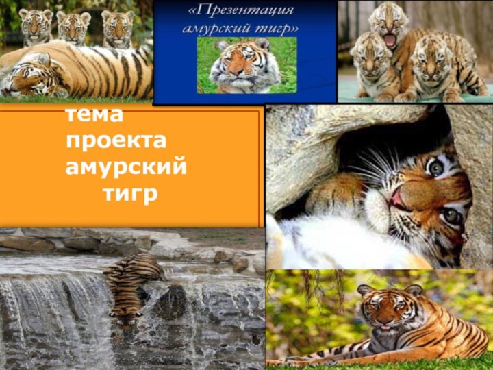 тема проекта амурский     тигр