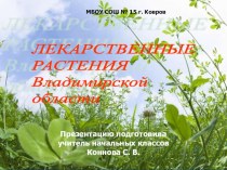 Презентация Лекарственные растения Владимирской области. презентация к уроку по окружающему миру (2 класс) по теме