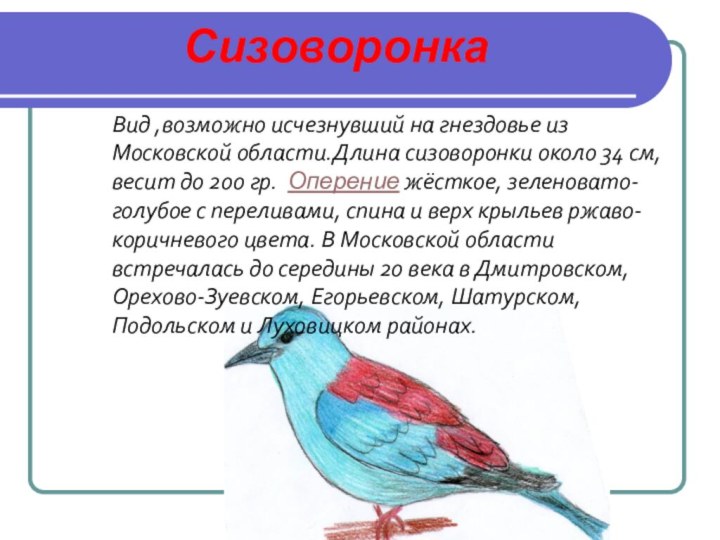 СизоворонкаВид ,возможно исчезнувший на гнездовье из Московской области.Длина сизоворонки около 34