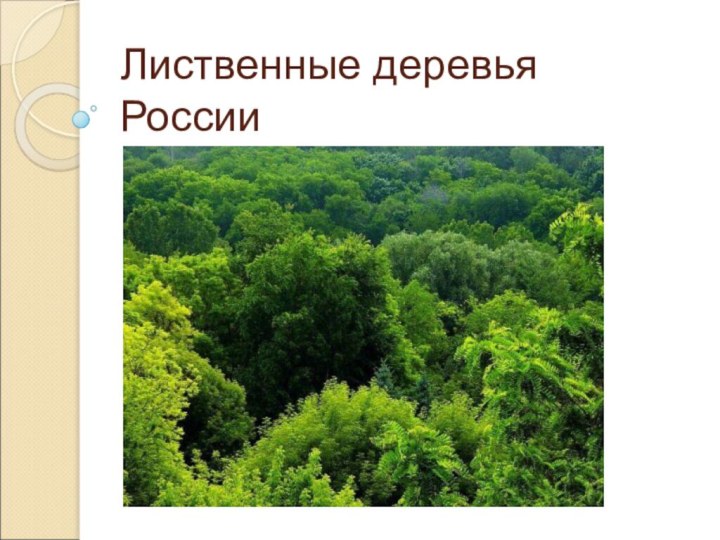 Лиственные деревья России