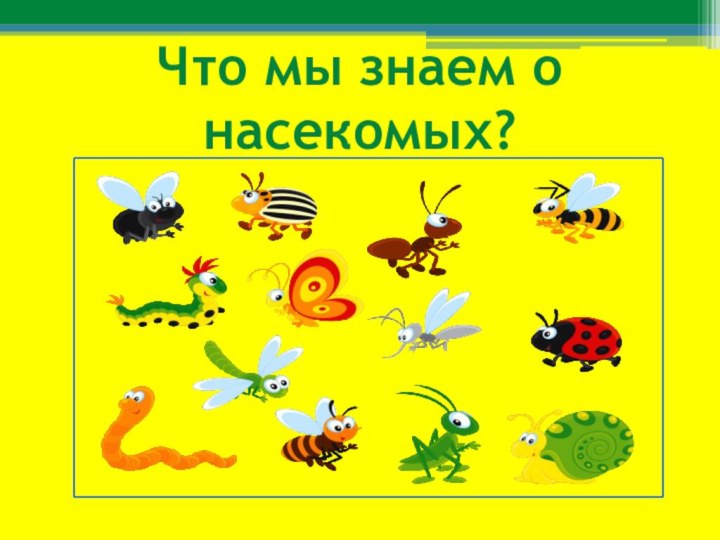 Что мы знаем о насекомых?