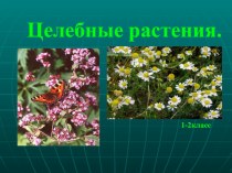 Целебные растения. методическая разработка (2 класс) по теме
