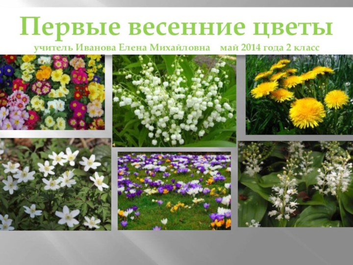Первые весенние цветы учитель Иванова Елена Михайловна  май 2014 года 2 класс