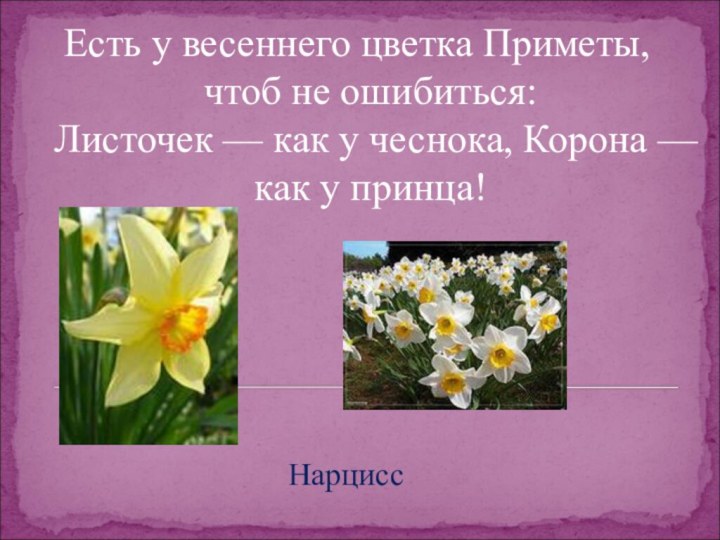 Есть у весеннего цветка Приметы, чтоб не ошибиться: Листочек — как у