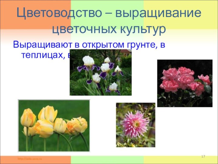 Цветоводство – выращивание цветочных культурВыращивают в открытом грунте, в теплицах, в комнатах.