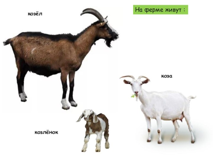 козлёнок коза козёл На ферме живут :