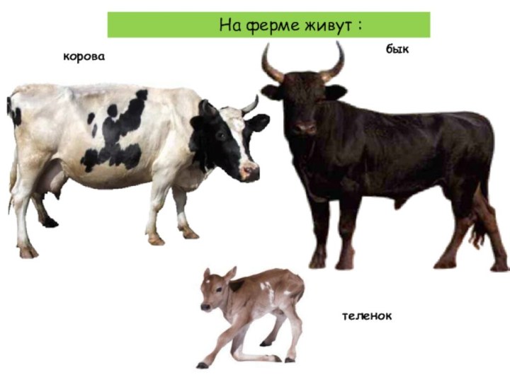 корова бык