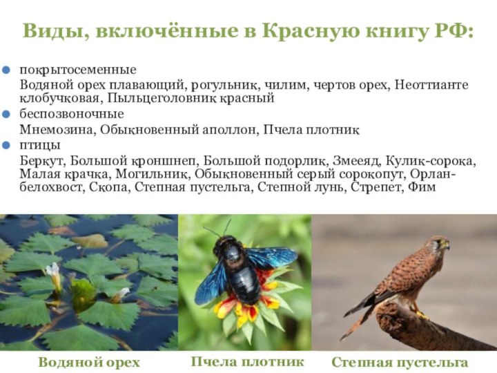 Виды, включённые в Красную книгу РФ: покрытосеменныеВодяной орех плавающий, рогульник, чилим, чертов