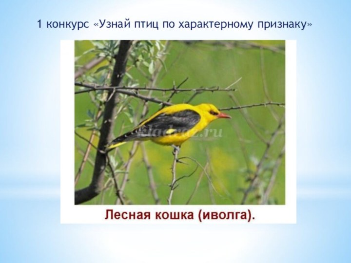 1 конкурс «Узнай птиц по характерному признаку»