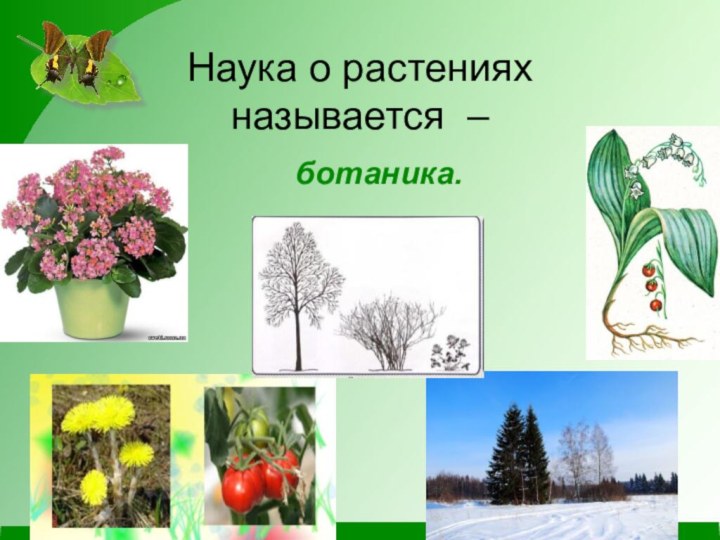 Наука о растениях  называется –ботаника.